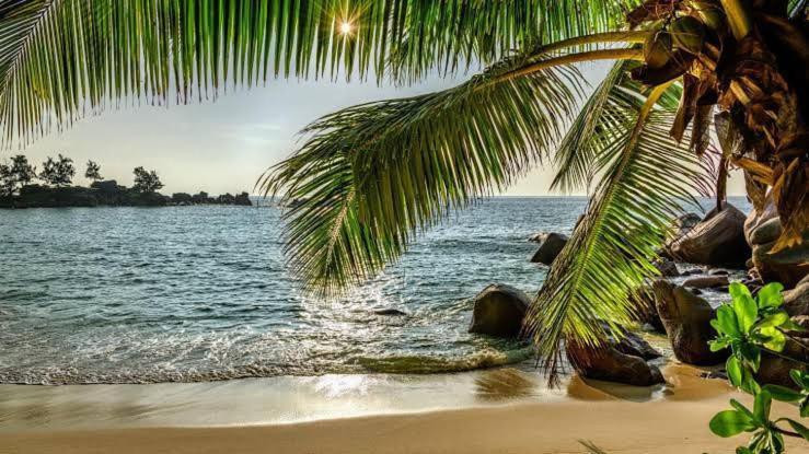 Baga Beach Palms Dış mekan fotoğraf